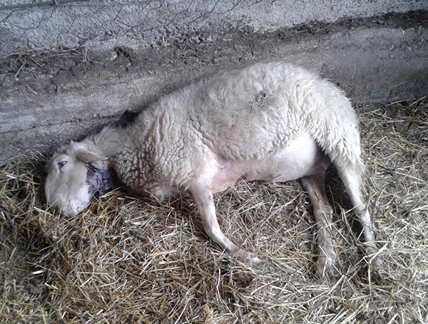 Nodo per laccio cinghiale online