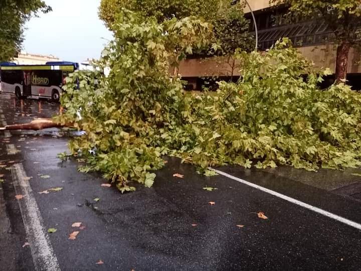 Maltempo, cade un albero in viale Giovine Italia: caos e paura • Nove ...