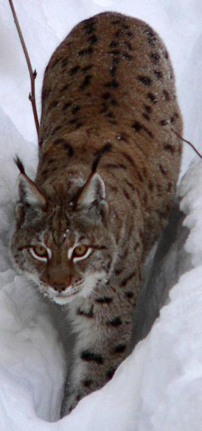 Gatto Selvatico E Lince Un Convegno Dal 7 Al 9 Novembre Nel Parco